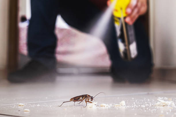 Best Flea Control Services  in Ottawa Hills, OH